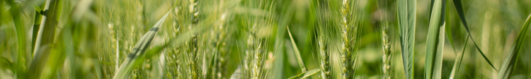 subirrigazione dei cereali con le soluzioni Netafim