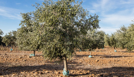 L'importanza dell'acqua per l'olivo